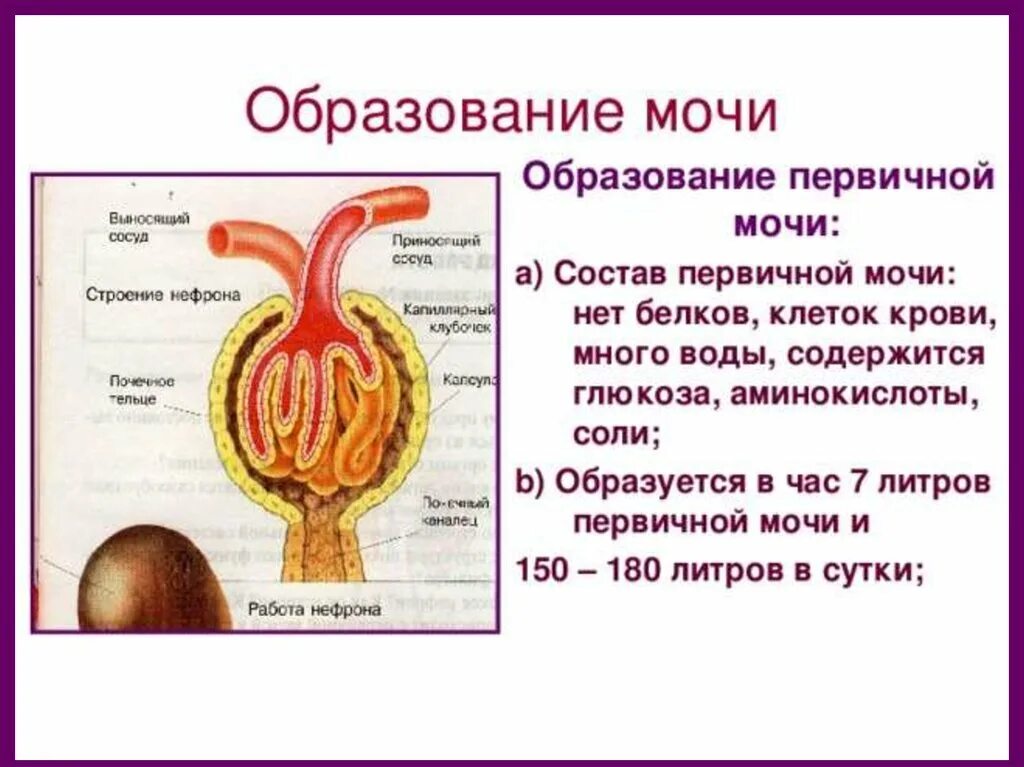 Почему образуется моча. Механизм образования первичной мочи схема. Механизм образования первичной и вторичной мочи схема. Схема образования вторичной мочи. Схема образование мочи биология 8.