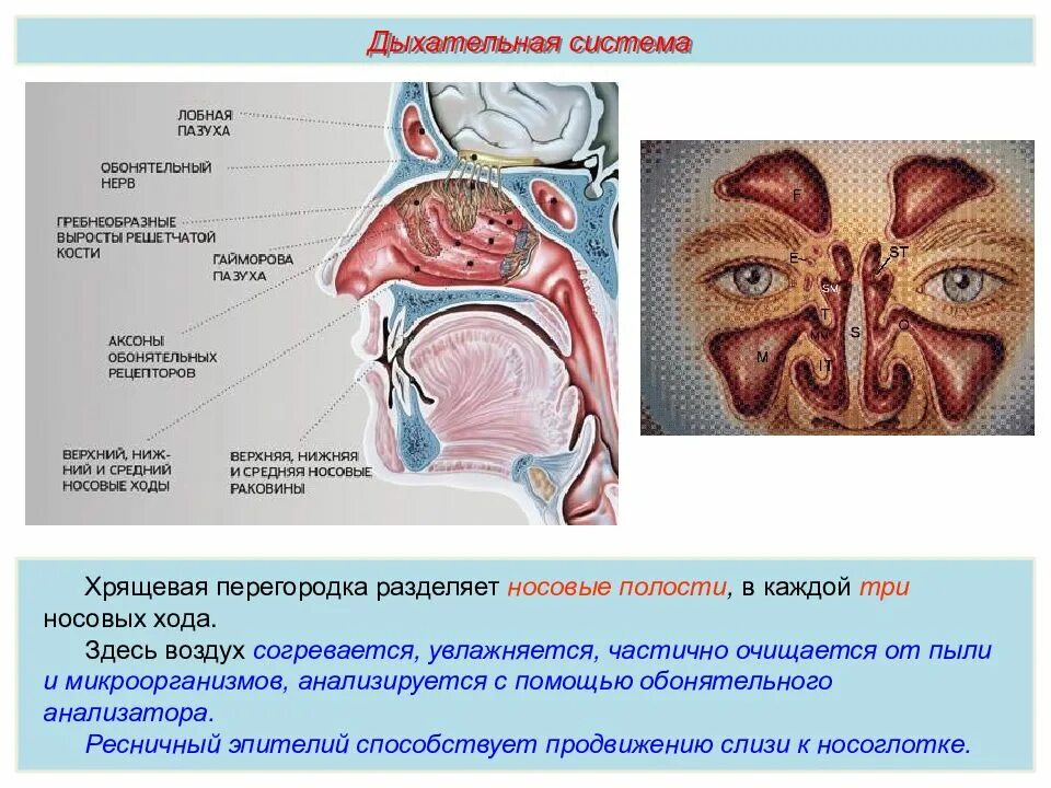 Строение носовой полости и пазух. Пазухи дыхательной системы. Околоносовые пазухи носа анатомия. Дыхательная система носовая полость строение и функция. Полость носа особенности строения