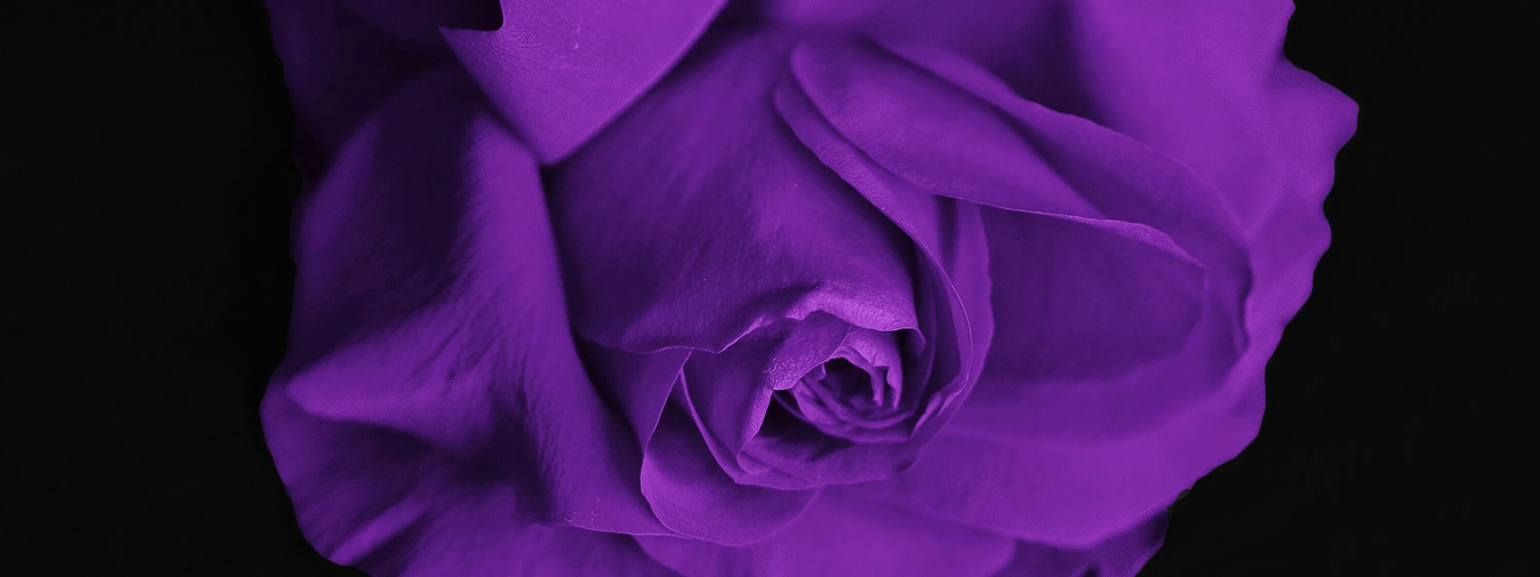 Анютины глазки лиловые. Пурпурные цветы. Цветы розы фон черный глянцевый с переливом. Пурпурные цветы. Purple up.