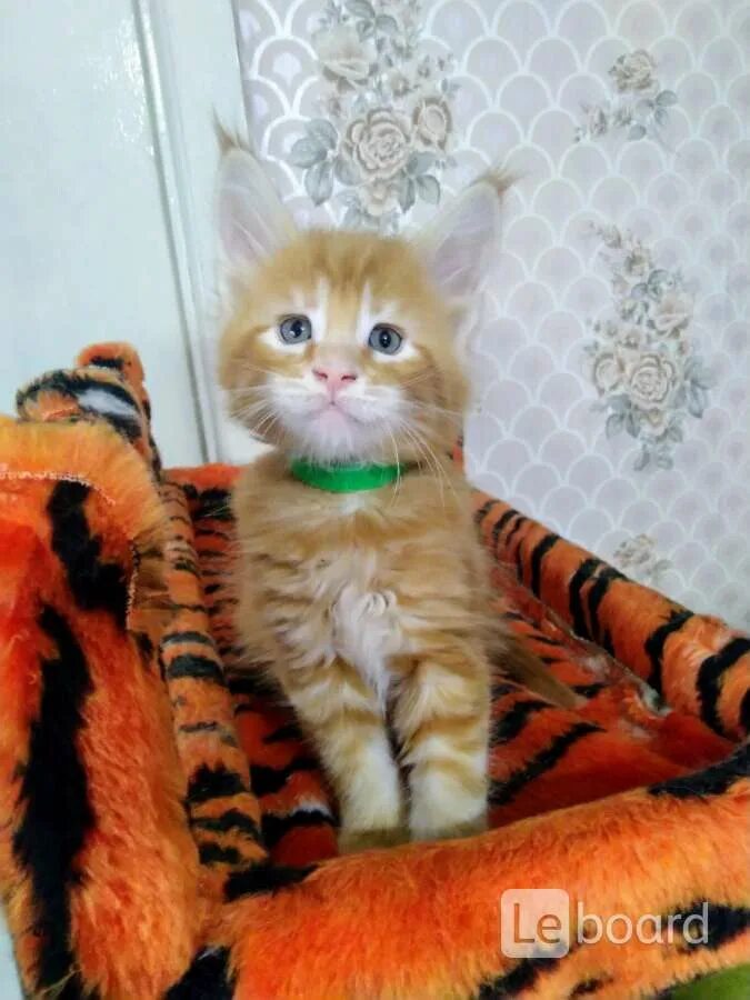 Авито кошки нижний новгород. Кошки авито тагил. Котята нижний тагил. Кошки авито тагил. Кошки авито тагил.