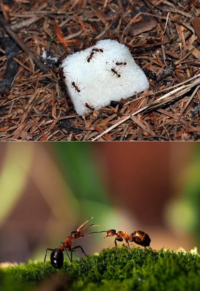 Муравей. Садовые муравьи. Муравьев на участке.. Большие муравьи на дачном участке.