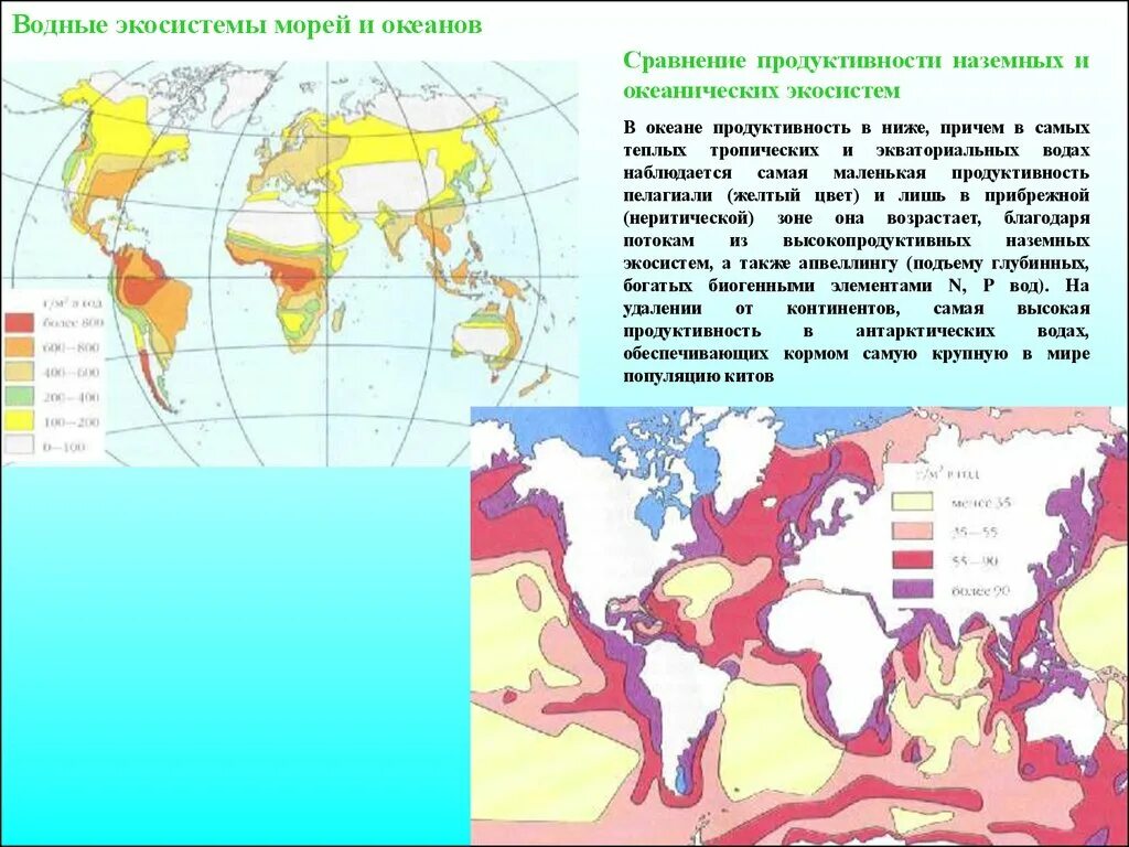 Биомы суши. Основные наземные биомы. Продуктивность наземных экосистем. Зоны максимальной продуктивности мирового океана. Продуктивность наземных и водных экосистем.