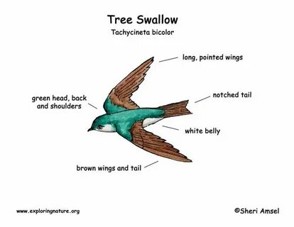 Swallow перевод