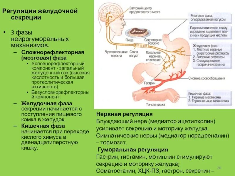 Выделение желудочного сока. Фазы регуляции секреции желудочного сока. схема условно рефлекторной регуляции желудочной секреции. мозговая сложнорефлекторная фаза секреции желудка. механизмы регуляции поджелудочной железы.