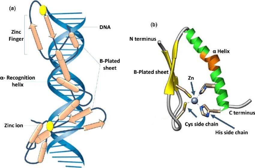 ZFN (Zinc-finger nucleases. Нуклеазы с цинковыми пальцами. B-ДНК. ZFN (Zinc finger nuclease) нуклеазы цинковых пальцев.