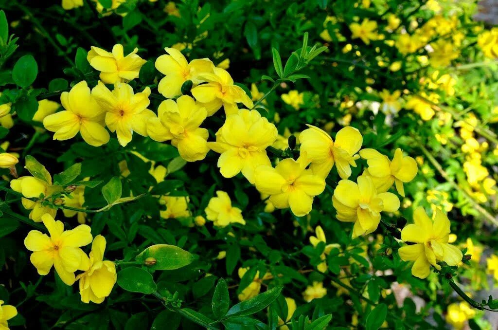 Жасмин голоцветковый желтый описание сорта фото Jasminum nudiflorum