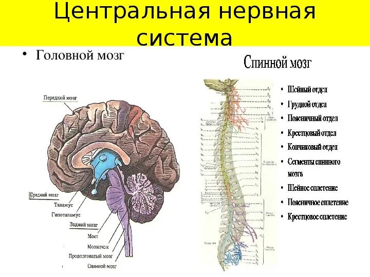 Нижних конечностей и головного мозга. ЦНС головной мозг строение. Нервная система головной и спинной мозг схема. Центральная нервная система головной и спинной мозг. Нервная система головной мозг спинной мозг нервы.