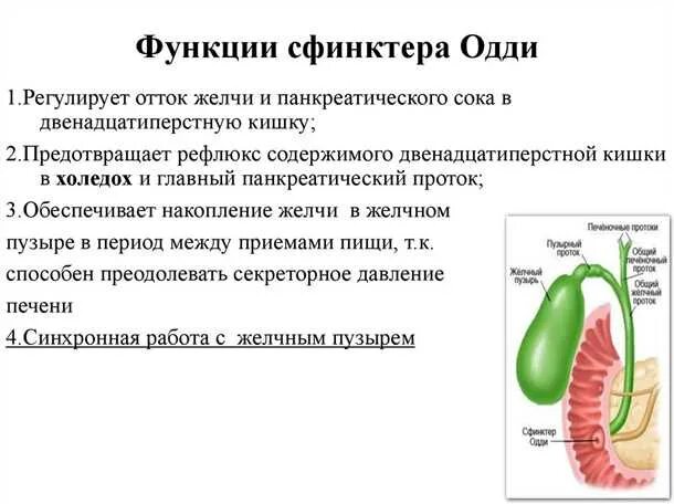Сфинктер одди форум