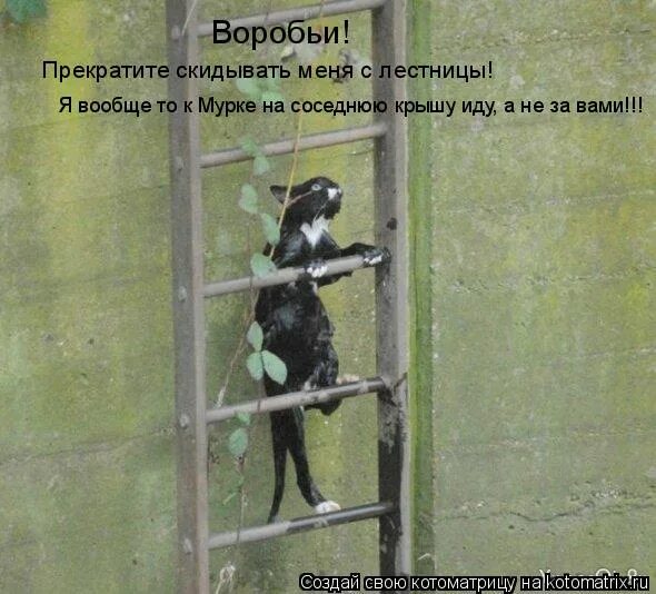Шёл по крыше воробей нёс коробочку соплей продолжение. Идет идет по крыше воробей несет несет коробочку соплей. Сообщение о воробье. Стихотворение шел по крыше воробей. Шел по крыше воробей.