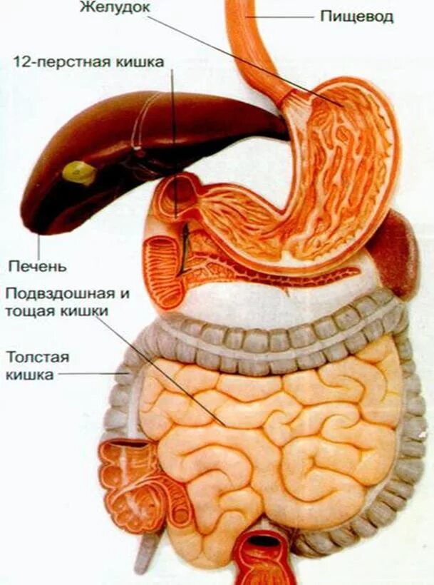 Строение желудка и кишечника. Печень и кишечник анатомия. Желудок и кишки строение. Желудок кишечник и печень анатомия. Тонкий кишечник и печень