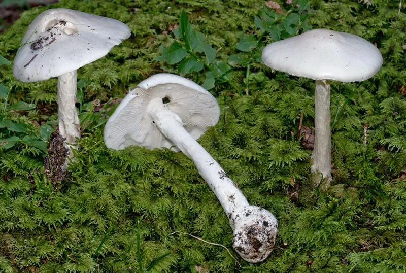 Как отличить зонтик от поганки. Гриб зонтик поганка. amanita virosa гриб. белая поганка мухомор вонючий. гриб зонтик и бледная поганка.