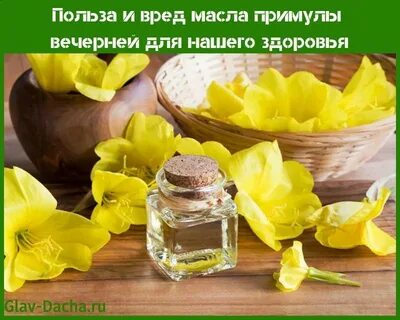 Вечерняя примула польза