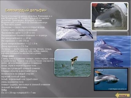 Почему дельфины в красной книге