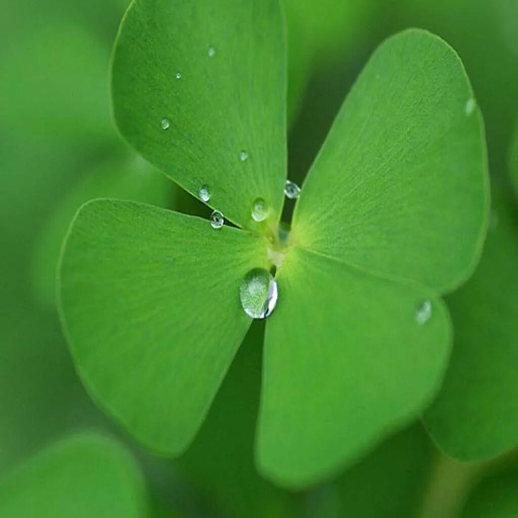 Clover 4