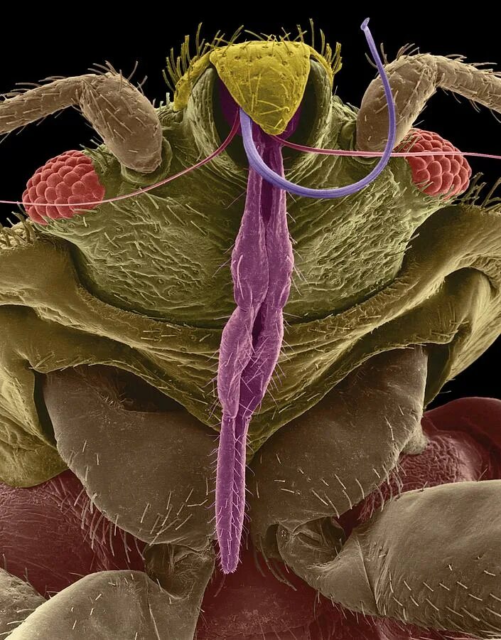 постельный клоп cimex lectularius микроскоп. постельный клоп микропрепарат. постельный клоп тип ротового аппарата. личинка постельного клопа под микроскопом. клоп под микроскопом.