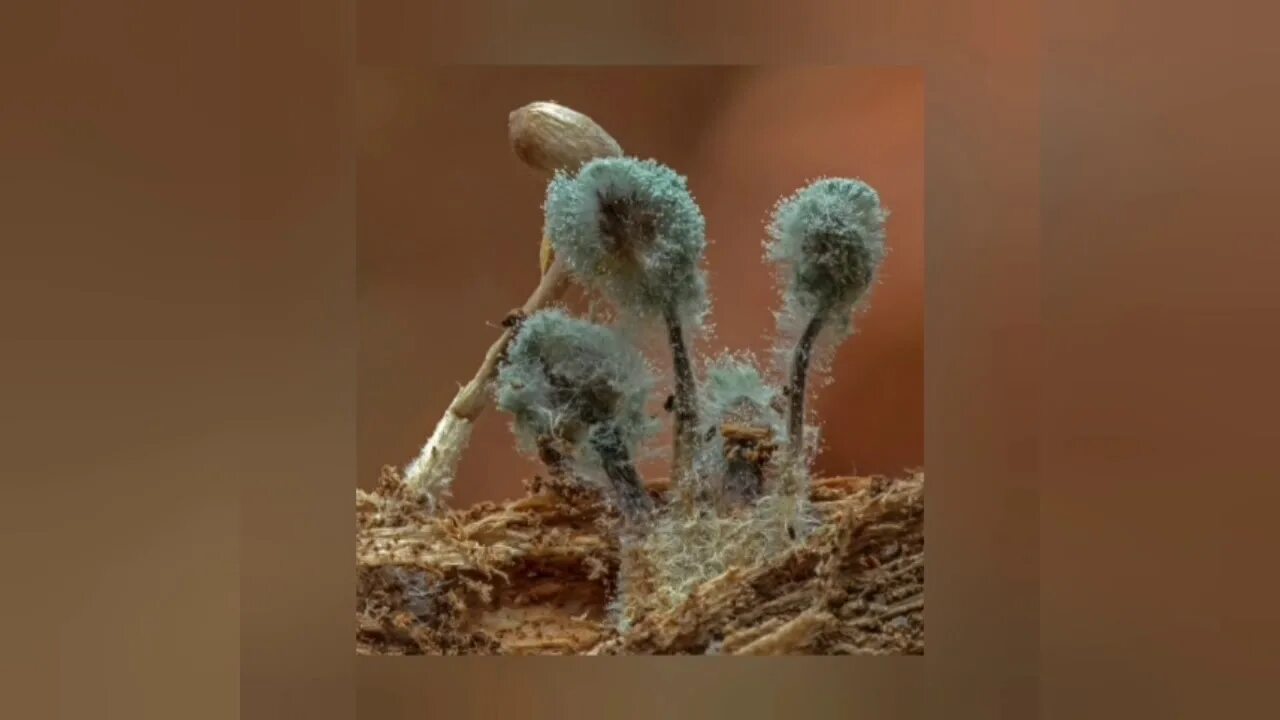 Как вырастить плесень на хлебе. Как быстро вырастить плесень на хлебе. Выращивание плесени в домашних условиях. Выросшая плесень. Эксперимент по выращиванию плесени.