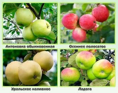 Какие сорта яблонь нужно