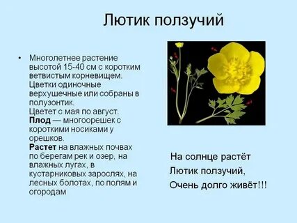 Генеративные органы лютика едкого выберите все цифры