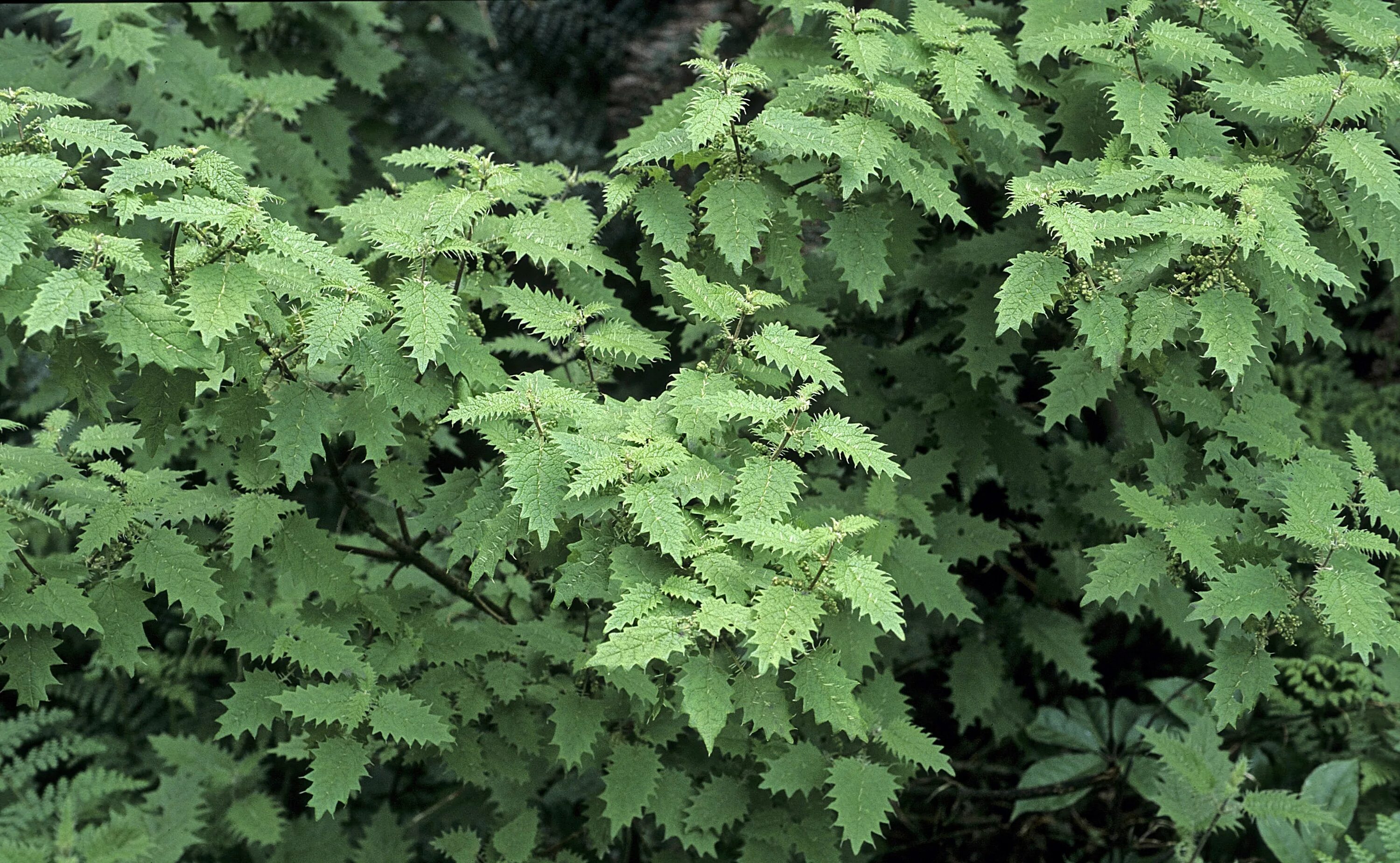 Urtica Ferox – Крапивное дерево Онгаонга. Новозеландская Онгаонга. Онгаонга растение. Крапивное дерево (Urtica Ferox),.