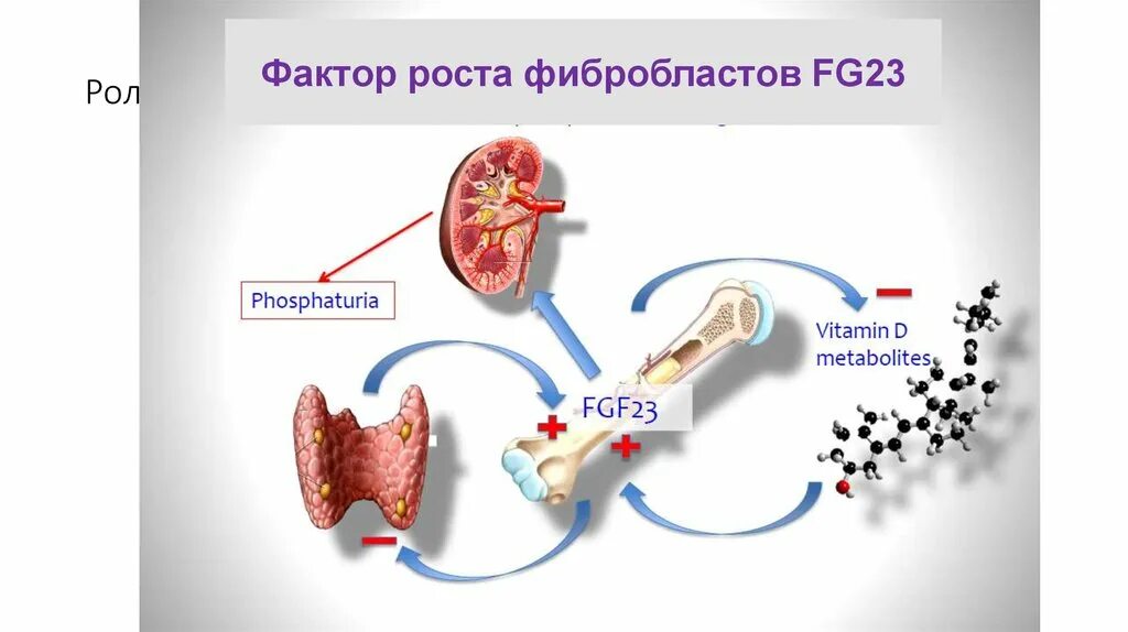 Фактор роста фибробластов. Фактор роста фибробластов функции. Фактор роста нервов ngf. Fgf фактор роста фибробластов. Фактор роста фибробластов функции.