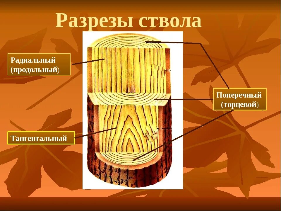 Поперечный и продольный срез. Тангенциальный и радиальный разрез древесины. Поперечный радиальный тангентальный разрез древесины. Продольный поперечный тангенциальный радиальный. Поперечный продольный тангенциальный разрезы древесины.