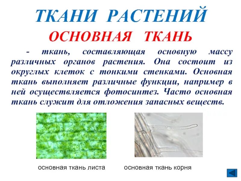 Основная ткань растений презентация по биологии. Функции основной ткани растений 6 класс биология. Основная ткань растений состоит. Основная ткань кратко.