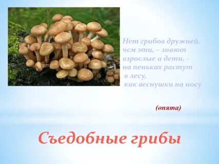 Грибы дружный народ сколько однокоренных слов