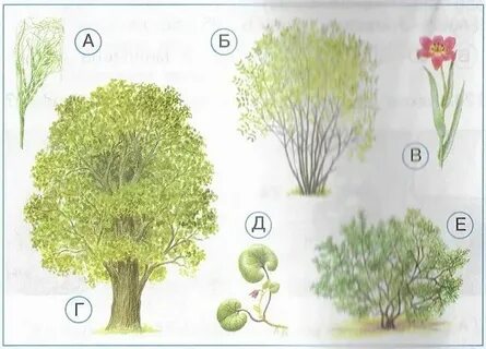 Растения леса 4 класс окружающий мир