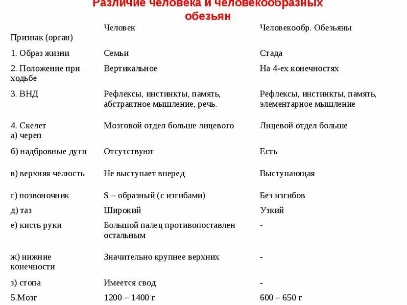 Различие скелетов человека и обезьяны таблица. Различтч человека и человекообразных обезьян. Сходства и различия человека и человекообразных обезьян. Отличие человека от человекообразных обезьян таблица.