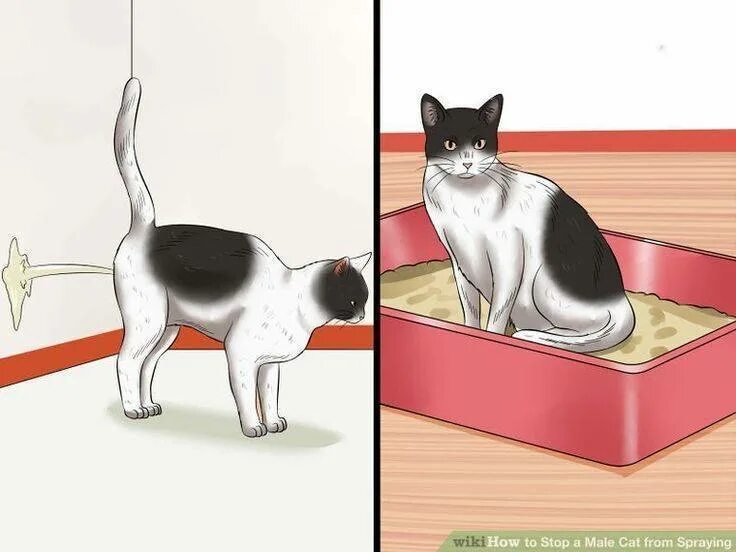 Кот метит людей. Кот метит. кот метит территорию. кот метит карикатура. кот пишет.
