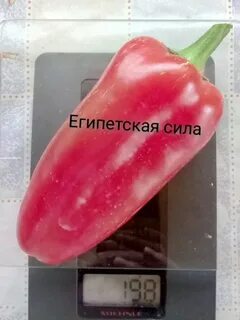 Семена перца египетская сила