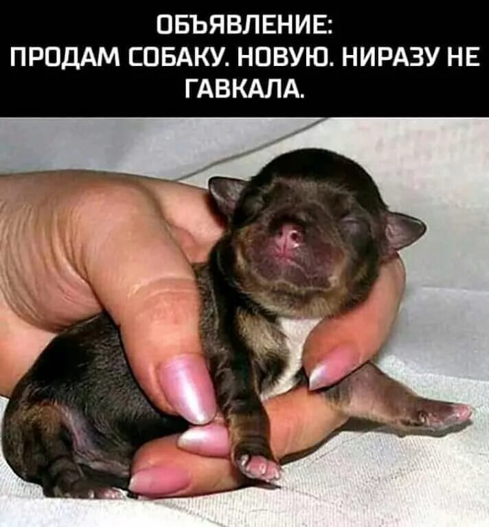 Как быстрее продать собаку