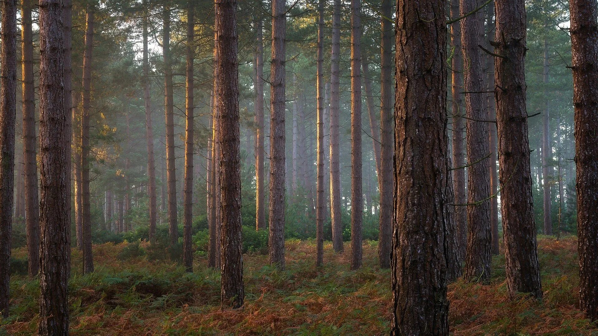 сосновый бор ногинский район лес. сосновый бор хакасия. лес в пустыне. бондаревский бор хакасия. сосновый бор ленинградская область природа.
