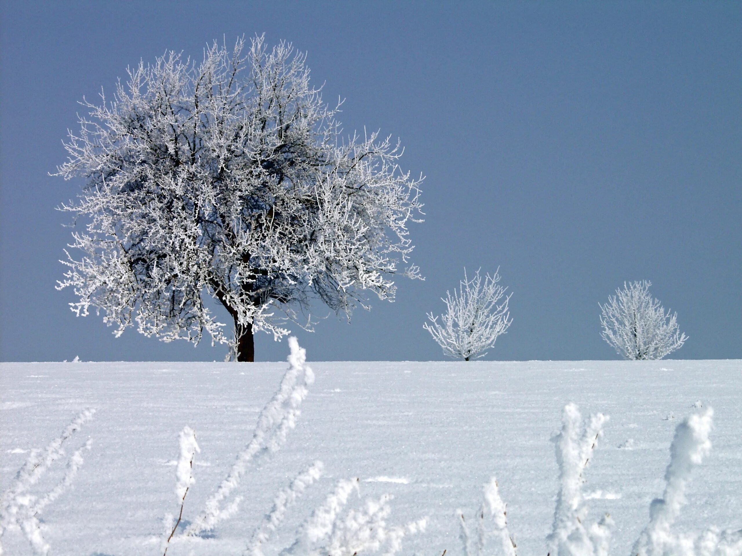 Снежные деревья. Зимнее дерево. Иней на деревьях. Деревья в снегу.