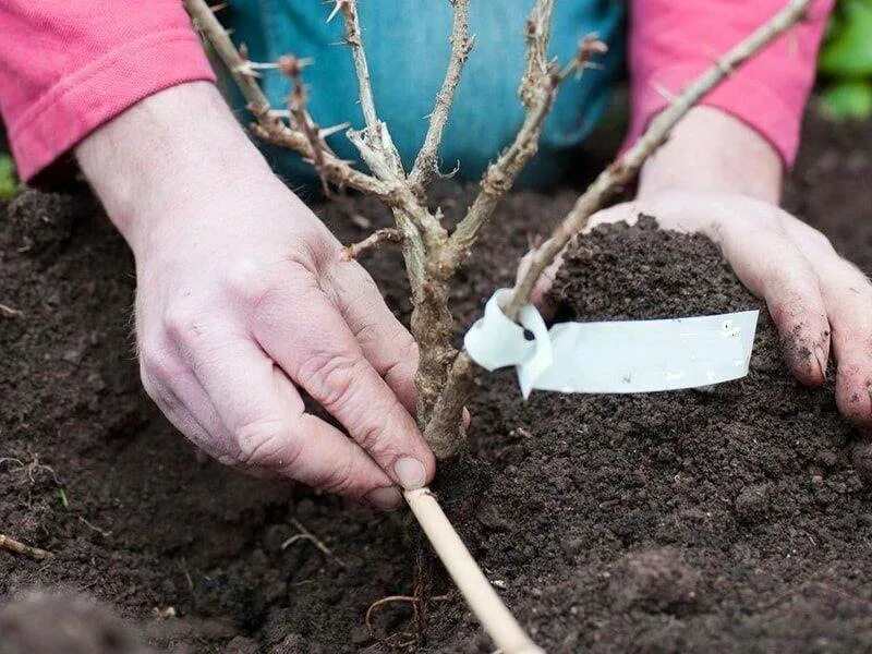 Можно летом пересадить. Посадка крыжовника весной саженцами. Посадка крыжовника осенью. Рыхление крыжовника. Саженцы крыжовника осенью.