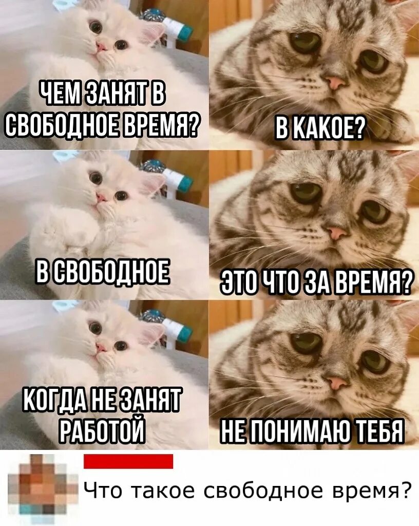 Свободное про. Мем коты свободное время. Мемы про котов. Что ты делаешь в свободное время в какое. Чем ты занимаешься в свободное время.