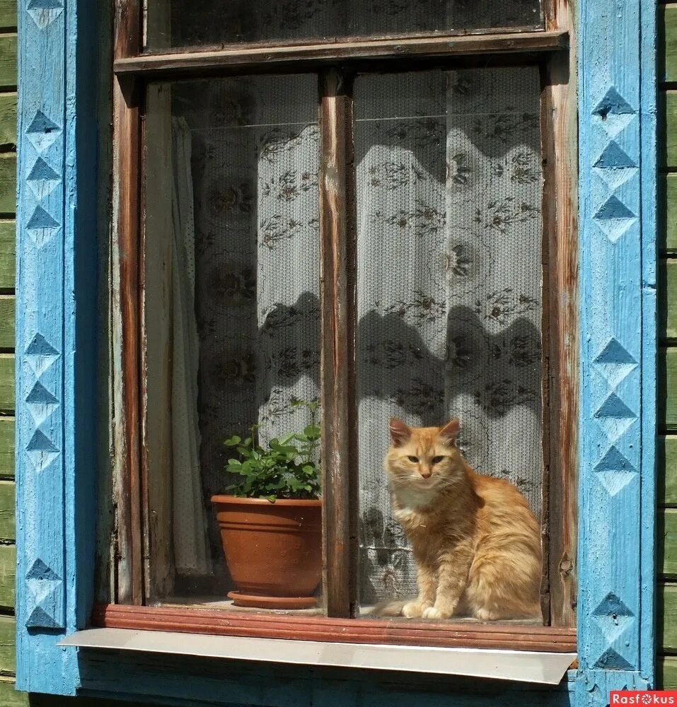 Кошки в окне купить в москве. Кошки на окошке. Кот на окне. Кошечка на окошке. Кошка на окошке картинки.