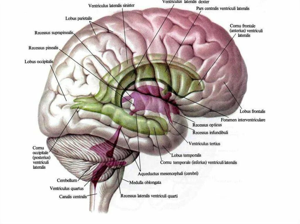 Желудочки среднего мозга
