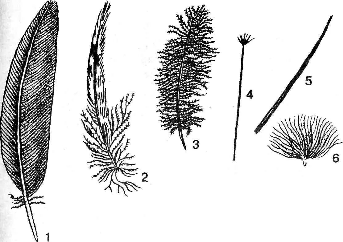 Сходства и различия контурного и пухового пера. Перья птиц. Виды перьев. Виды перьев у птиц. Перья различных типов.