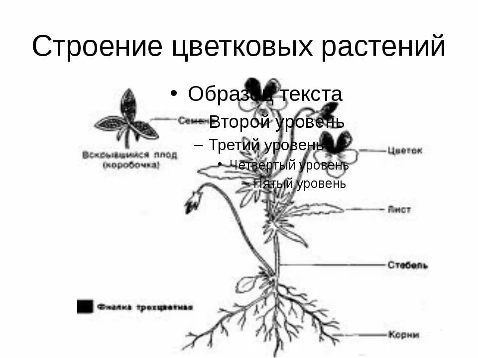 Строение цветковых растений. Строение цветкового растения. Внешнее строение цветкового растения. Строение цветковых растений схема.