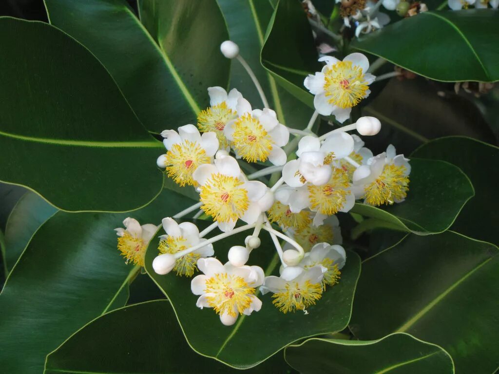 Фикус среднелистный. Фикус каучуконосный цветет. Фикус каучуконосный. Цветущий фикус бенджамина. Фикус каучуконосный цветет.