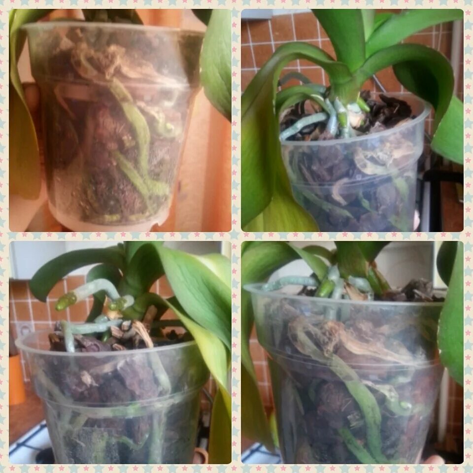 Пересадка орхидей полив. Полив мильтонии. Пересадить орхидею. Опрыскивание фаленопсис. Пересадка орхидей полив.