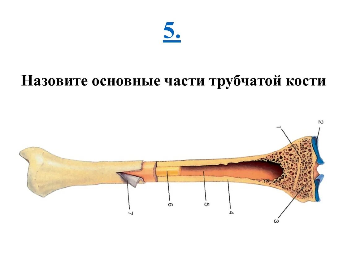 Что образуют трубчатые кости. Кость трубчатая структура. Трубчатая кость строение анатомия. Строение трубчатой кости без подписей. Трубчатая кость строение без подписей.