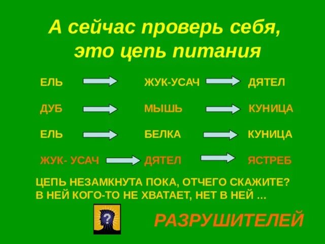 Белка цепь питания. Ель белка куница цепь питания. Цепи питания. Цепь питания белки. Пищевая цепь куница белка.