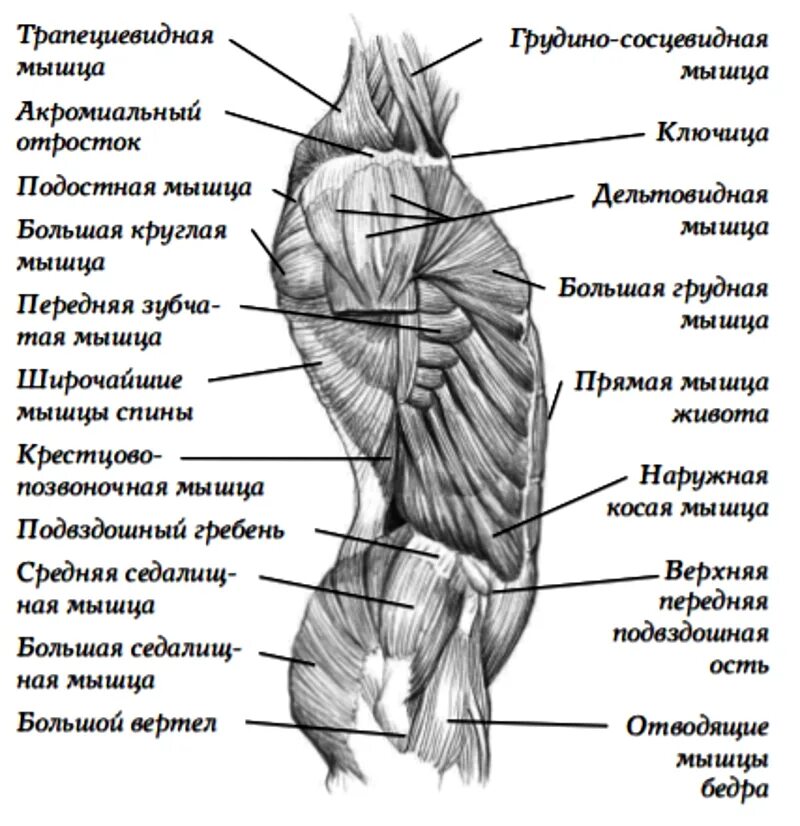 Мышцы верхней конечности Синельников. Мышцы тела вид сбоку. Мышцы человека со спины и спереди. Анатомия мышцы боковая поверхность туловища. Части поясницы