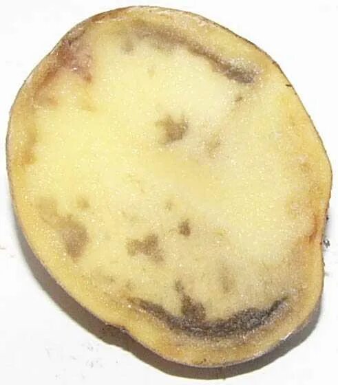 Картофель черные пятна. Phytophthora infestans potato. фитофтороз клубней картофеля. phytophthora infestans картофель. болезни клубней картофеля.