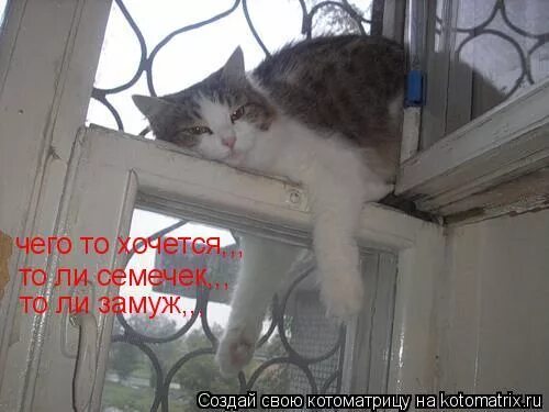 Толи не хочешь. Толи замуж толи семечек. то ли замуж хочется. чего то хочется то ли. чего то так хочется то ли замуж то ли семечек.