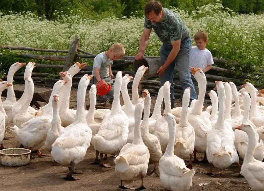 подсобное хозяйство. семейная животноводческая ферма. крестьянские хозяйства зимой. личное подсобное хозяйство. личное подсобное хозяйство (лпх).