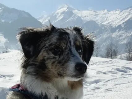 Dog see
