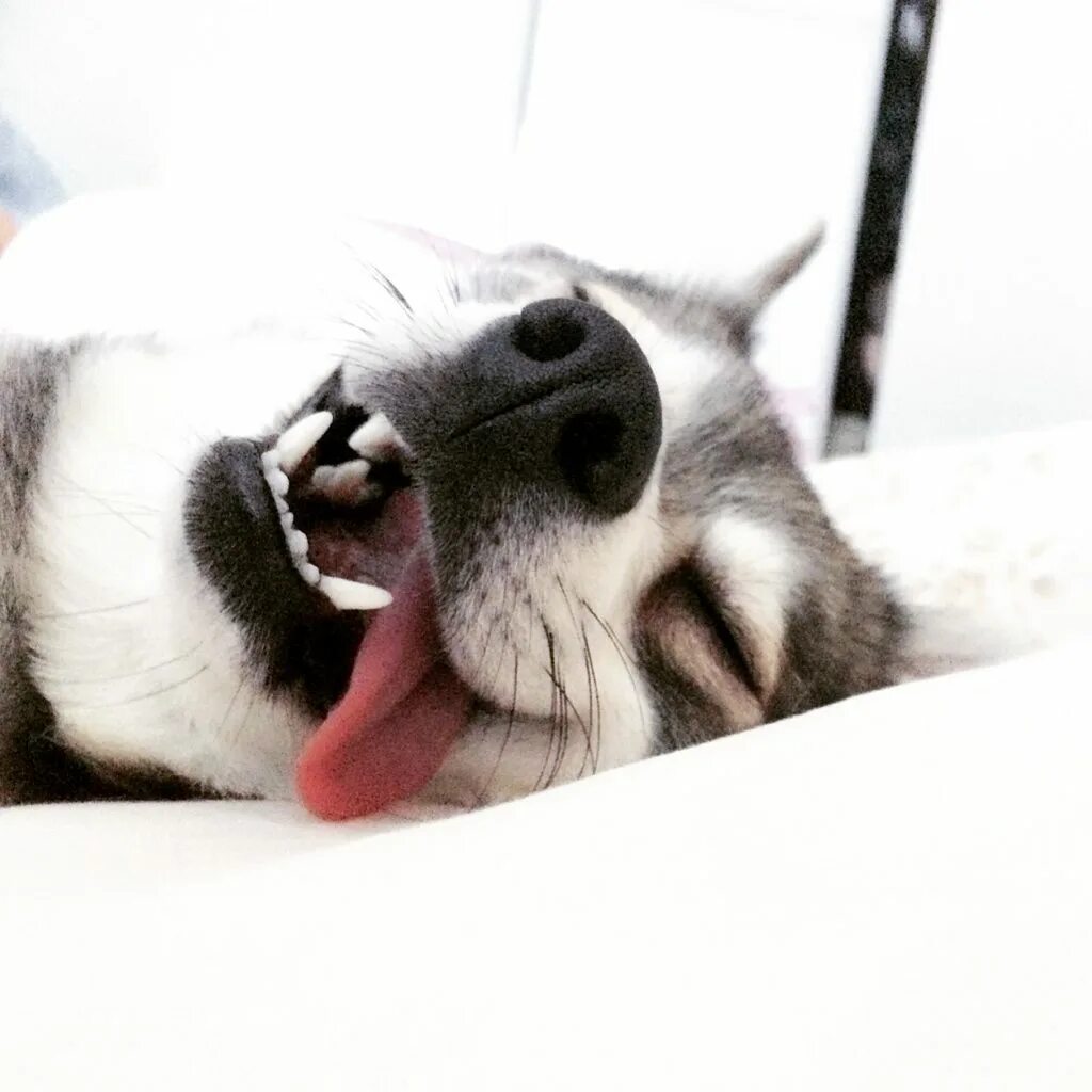 Sleeping language
